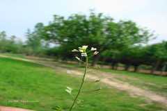 Capsella bursa-pastoris